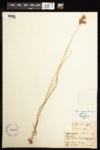 Juncus brachycarpus image