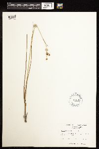 Juncus brachycarpus image