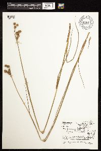 Juncus brachycarpus image