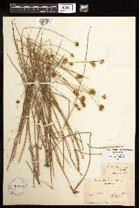 Juncus brachycarpus image