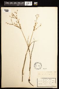 Juncus brachycephalus image
