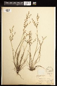 Juncus brachycephalus image
