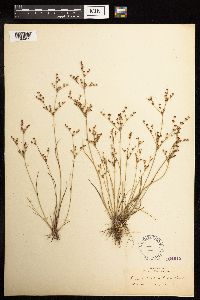 Juncus brachycephalus image
