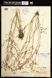 Juncus brachycephalus image