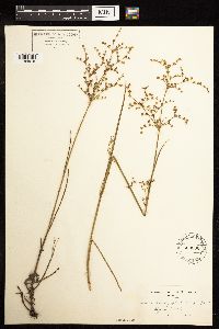 Juncus brachycephalus image