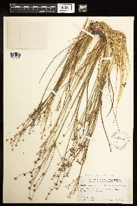 Juncus brachycephalus image