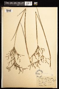 Juncus brachycephalus image