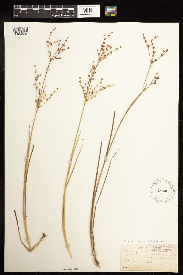Juncus brachycephalus image