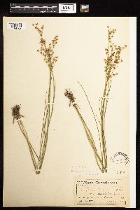 Juncus brevicaudatus image
