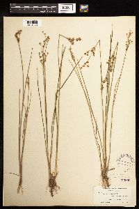 Juncus brevicaudatus image