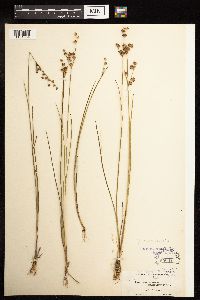 Juncus brevicaudatus image