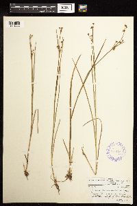 Juncus brevicaudatus image