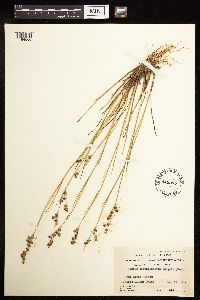 Juncus brevicaudatus image