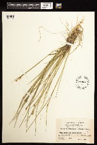 Juncus brevicaudatus image