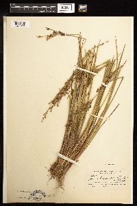 Juncus brevicaudatus image