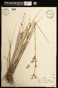 Juncus brevicaudatus image