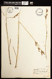 Juncus brevicaudatus image