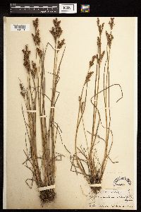Juncus brevicaudatus image