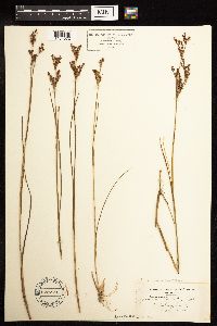 Juncus brevicaudatus image