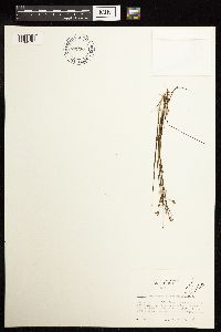 Juncus brevicaudatus image