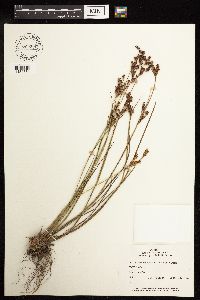 Juncus brevicaudatus image