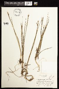 Juncus brevicaudatus image