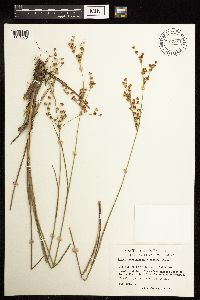 Juncus brevicaudatus image