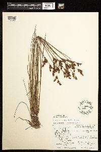 Juncus brevicaudatus image
