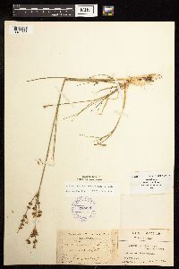 Juncus brevicaudatus image