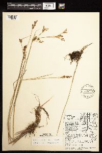 Juncus brevicaudatus image