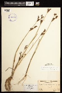 Juncus brevicaudatus image