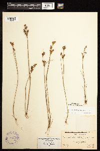 Juncus brevicaudatus image