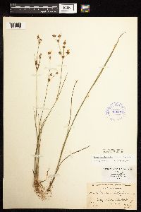 Juncus brevicaudatus image