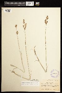 Juncus brevicaudatus image