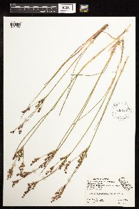 Juncus brevicaudatus image