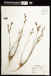 Juncus brevicaudatus image