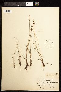 Juncus brevicaudatus image