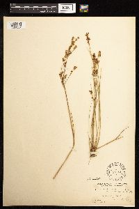 Juncus brevicaudatus image