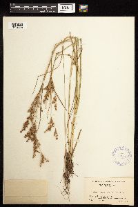 Juncus brevicaudatus image