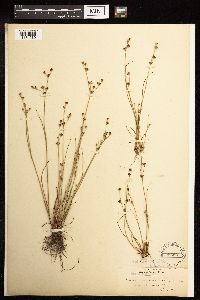 Juncus brevicaudatus image