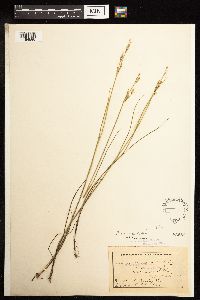 Juncus brevicaudatus image