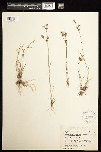 Juncus brevicaudatus image