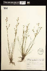 Juncus brevicaudatus image
