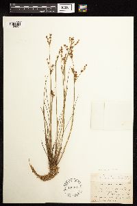 Juncus brevicaudatus image