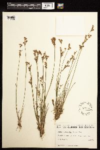 Juncus brevicaudatus image