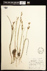 Juncus brevicaudatus image