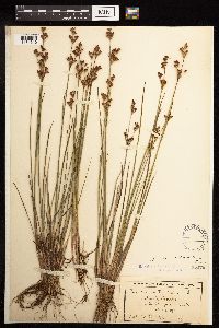 Juncus brevicaudatus image