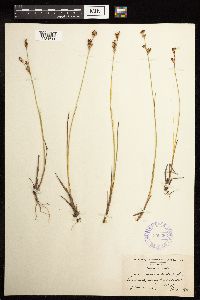 Juncus brevicaudatus image