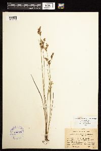 Juncus brevicaudatus image