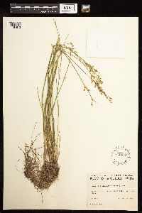 Juncus brevicaudatus image